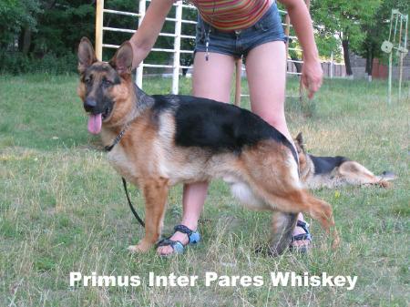 Primus Inter Pares Whiskey