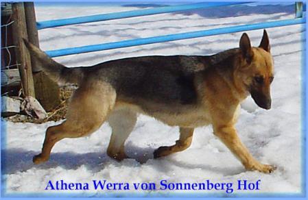 Athena Werra von Sonnenberg Hof