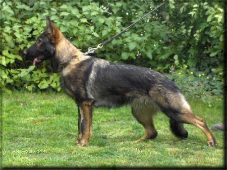 SG Flay vom Gimpelwald