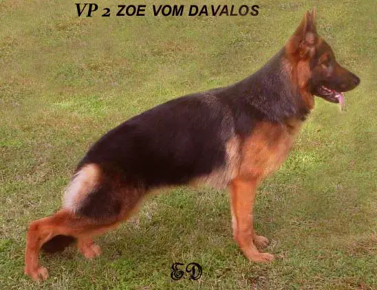 VP2 Zoey Vom Davalos