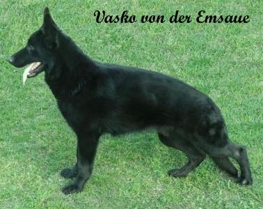 Vasko von der Emsaue