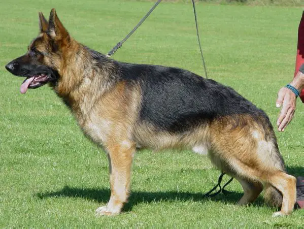 V. Vidar vom Haus Lacherom