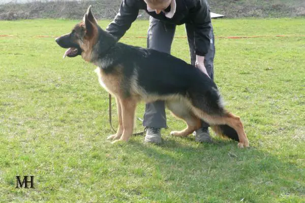 4XCACT,2XCACIT,V1 Samanta z Likonu