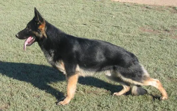 Vercingetorix du Val des Hurles Vent