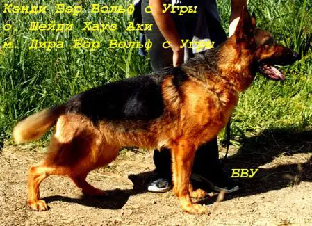 Bar Wolf s Ugry Kandi