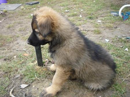 Primus von Erdhainer Land