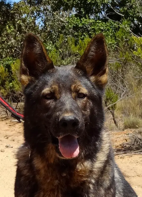 Hazel vom Haus Valkenplatz