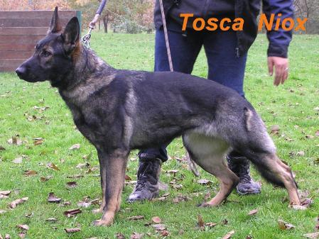 Tosca Niox