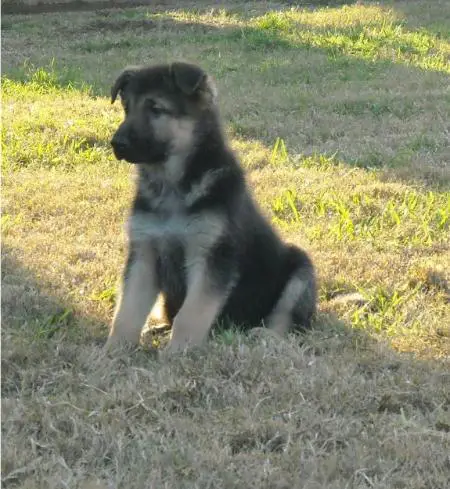Apollo von Monte Sion