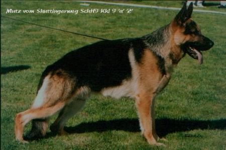 Mutz vom Schüttingerweg