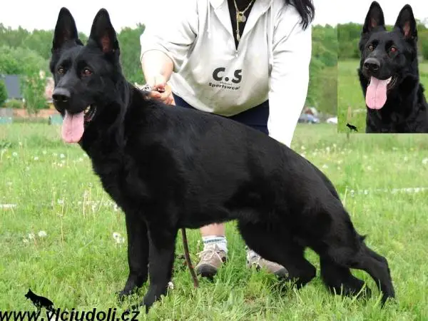 Fatima Airin Vlci udoli