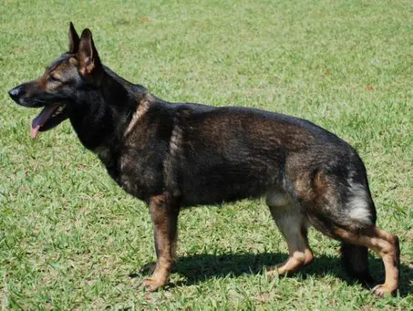 Django von Haus Beltsum