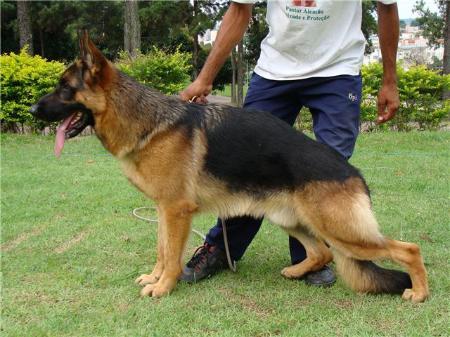 SG Negus di Villa Trissino