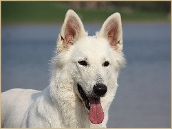 V1 Fame Lewana von der Nordhelle