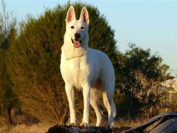 Alpinarc Bella Alaska