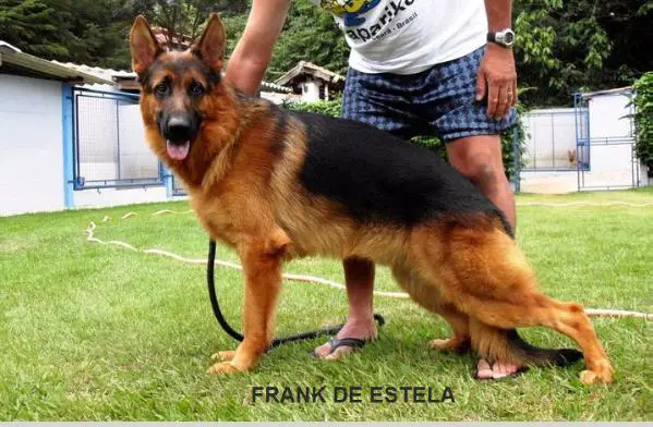 Frank de Estela