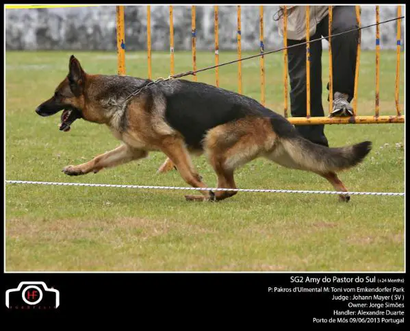 SG2 (PT) SIEGER 2011 Amy do Pastor do Sul