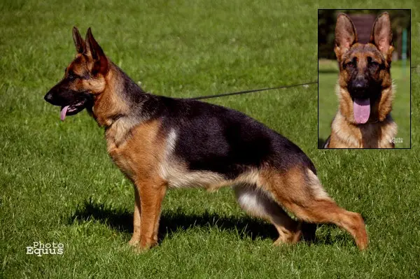 V Genny von der Wienerau