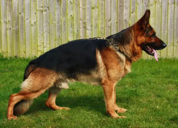CH (IRELAND) Marleycrest Rogue