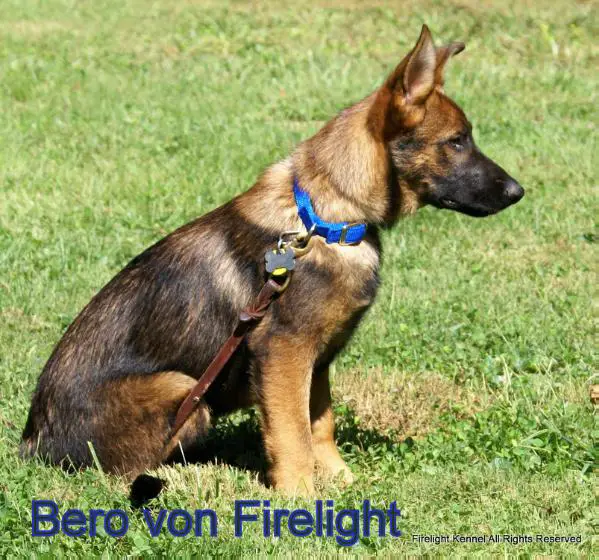 Bero von Firelight