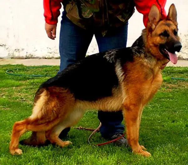 Vaikiki vom Ersten Platz