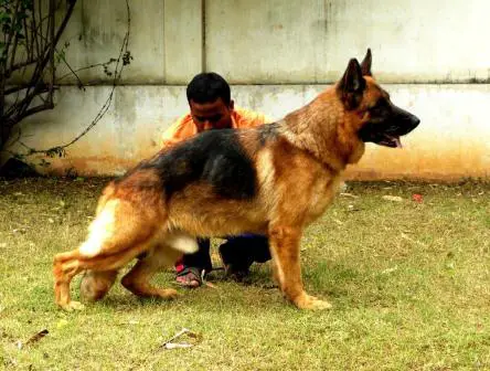 Fax von bellissimo at grandeur