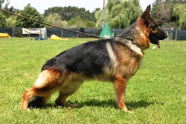 SG9 (ES) Hynno da Casa do Bento