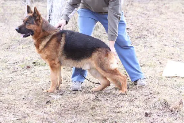 Érmelléki Szépség Perryt