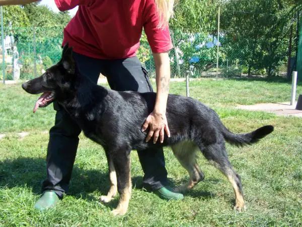 Jera Adlerburg von Ungarn