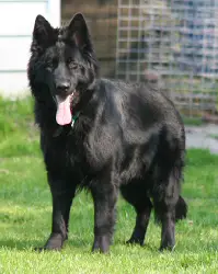 Okaya vom Altdeutschen Eck