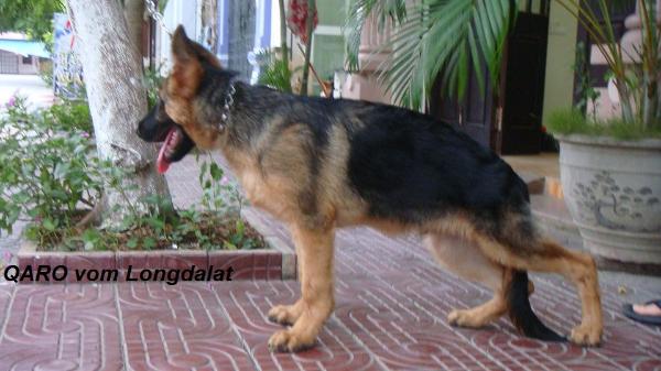 Qaro vom Longdalat