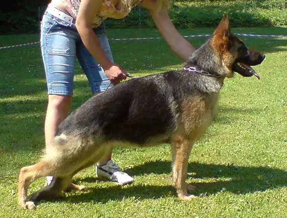 Nora vom Höchstadter Wehr