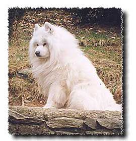 Unche'del Corno Bianco
