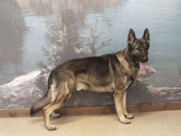 Serpicos Sable Saxon