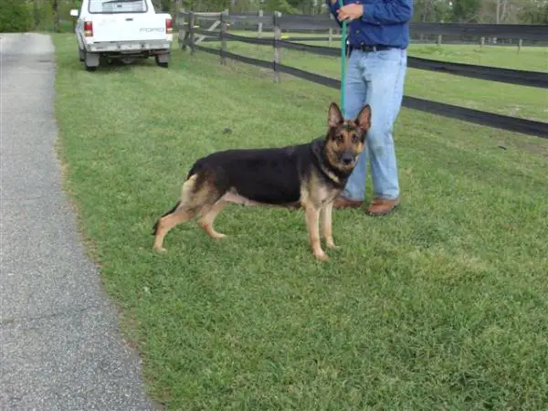 Baroness Sheba Dj Montspan