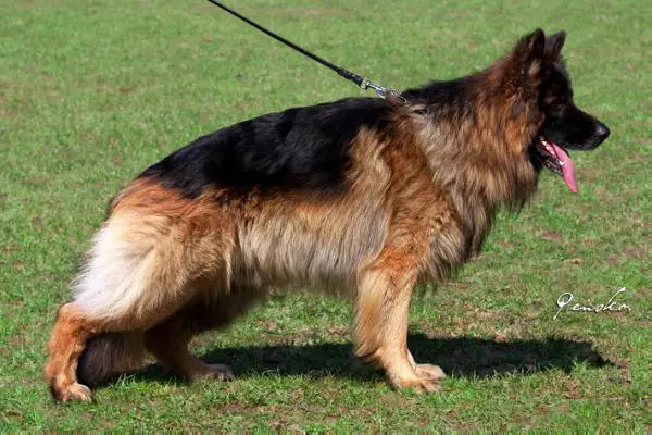 V Quno vom Fichtenschlag - Zwinger