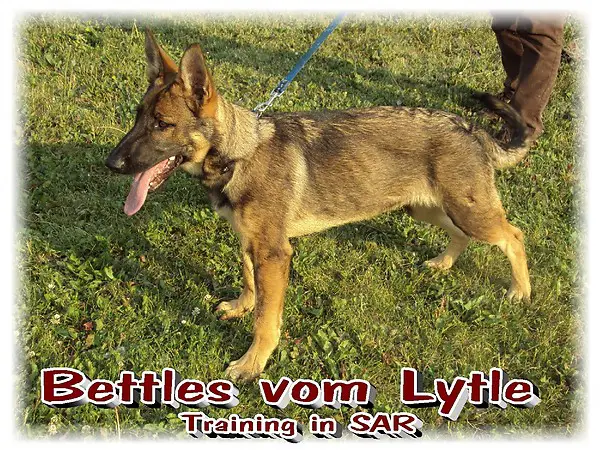 Bettles vom Lytle