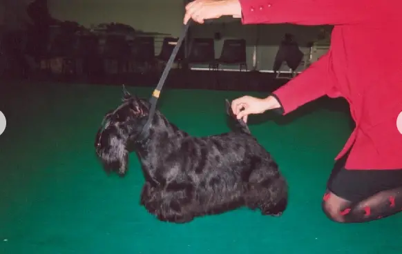 INT/SP/LUX/BLG CH Neverending Story du Moulin de Mac Gregor