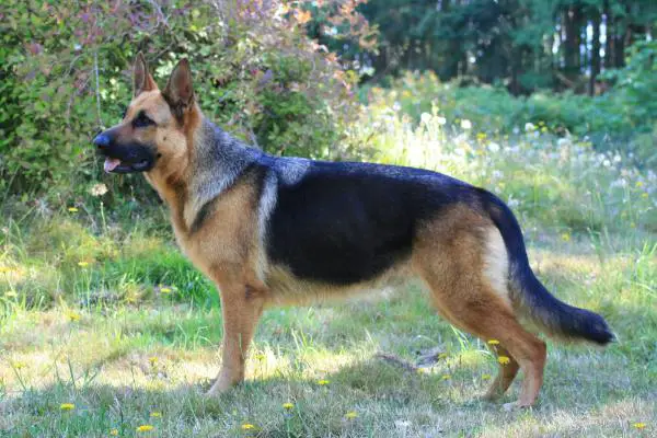 Sundancer's Island Girl