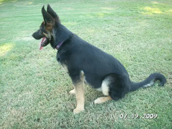 Danni Nk9 Vom Norrishaus