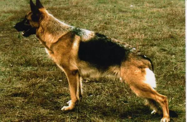 Policeiskaya Sobaka Berta