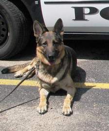 K9 Blade