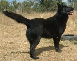 Cornfields Olderblack Yuri