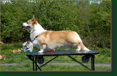 INTER POL, LIT CH Corgilandia GERONIMO