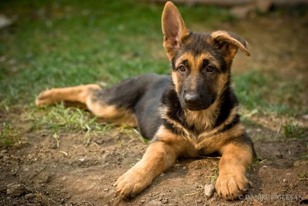 Mamba von Bienenwald