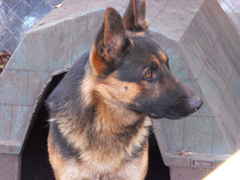 Greif vom Glockenbrink