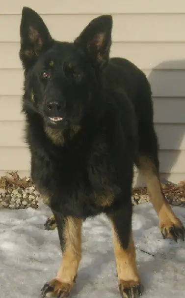 Birken Wald Sottana Vom Ryanhaus
