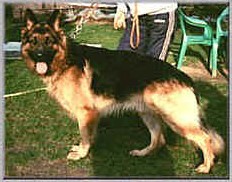 Gino von Velasco