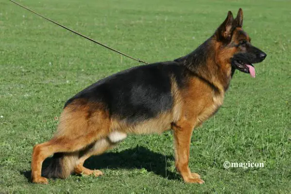 VA2 IGSC Geronimo vom Amur