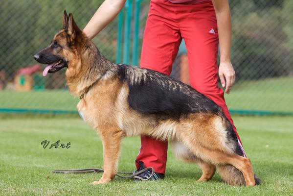 V Daffie vom Team Fiemereck